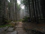 DSCN6631